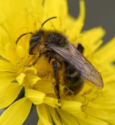 Andrena sp.